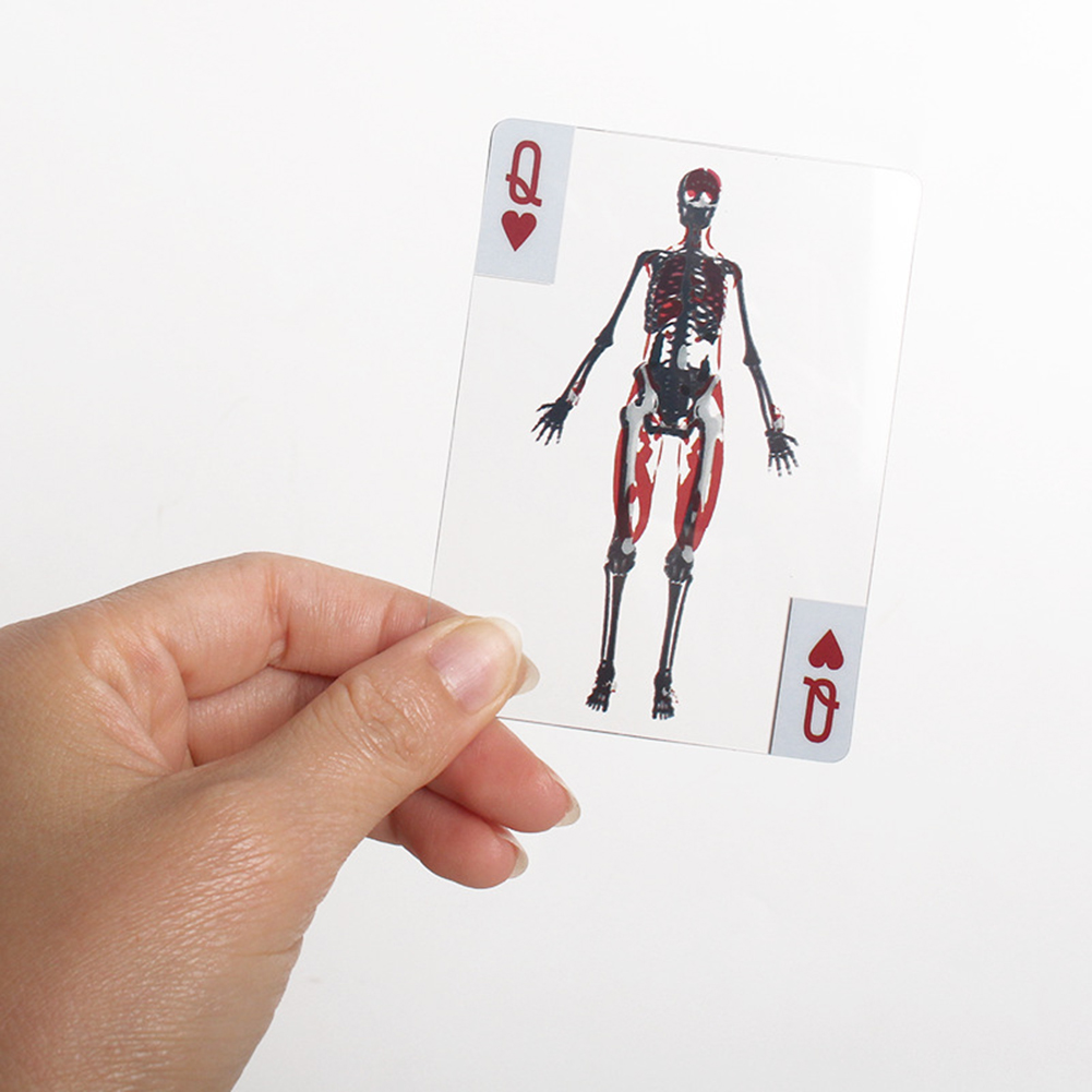 3D画像教育カード耐摩耗性ボディ透明トランプ多目的人体解剖学 - Kids Education Images のレビューと価格